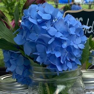 Meet your Posher, Traci